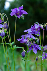Beautiful garden flower in the summer. Aquilegia blue, pink, purple bud. Is also called an eagle or a catchment. Genus of perennial herbaceous plants of the Ranunculaceae. Natural background.