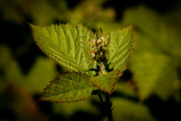 Close-up of a Stinging Nettle