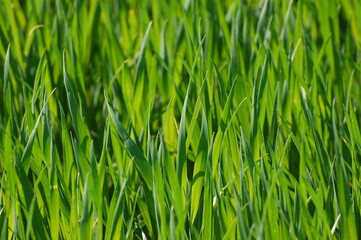 Green grass background