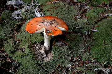 
Amanita c with red cap on the ground in the forest. Red mushroom in the background of a natural forest surrounded by green moss