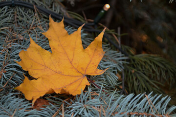 yellow leaf fall season spruce