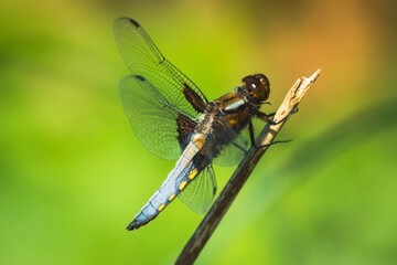 Broad-Bodied Chaser Dragonfly perched on a Branch