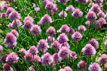 Onions purple flowers blooming background