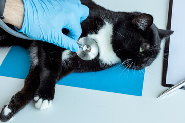 the veterinarian listens with a statoscope to the cat lying on the table, physical examination of pets, animal health Concept