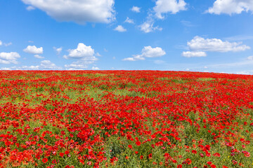 Mohnfeld in der Uckermark im Land Brandenburg