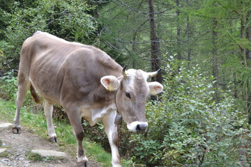 cow in a field