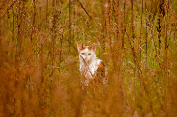 Tabby cat in the grass