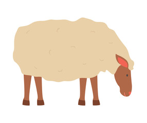 Farming vector, sheep isolated lamb with wool flat style character, cute fluffy animal on farm standing in farmyard, domestic pet breeding and caring
