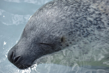 旭山動物園　アザラシ