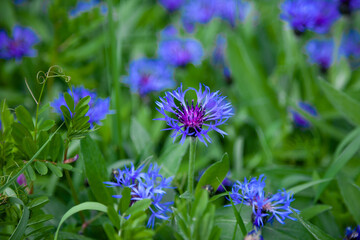 Blue flowers cornflowers in the garden. Cornflower in the flowerbed. Summer wildflower.