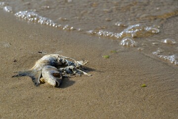 Body of death fish on the beach, sea or ocean pollution concept, copy space. Seath fish on a river side. Ecological problem of environmental pollution