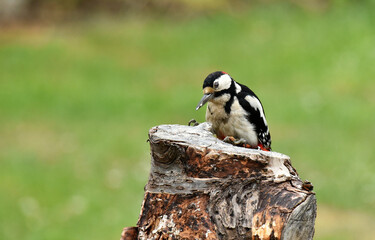Obraz na płótnie Canvas great spotted woodpecker