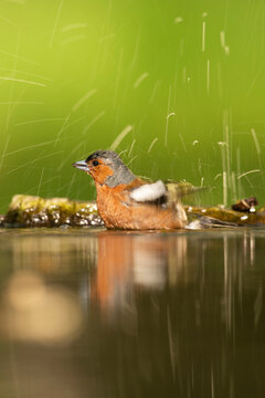 Chaffinch bird in water