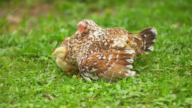 chickens are hiding under their mom
