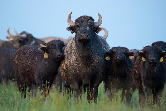 Herd of water buffalo looking at camera