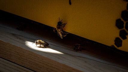 Spotlight on a Honey Bee coming out of a hive