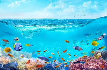 Keuken spatwand met foto Kleurrijke tropische vissen in kustwateren. Dieren van de onderwaterwereld van de zee. Leven in een koraalrif. ecosysteem. © silvae