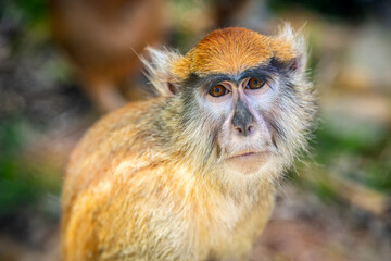 hussar. shooting through glass. portrait closeup of red monkey at the zoo.