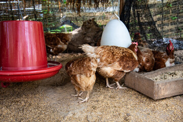 brown hen in the farm.