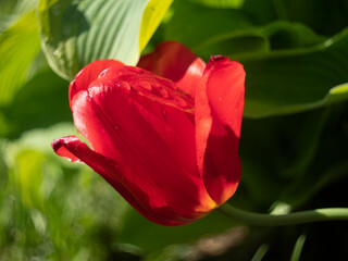 plants and flowers in the city with dew drops