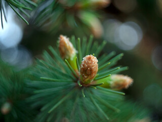 needles spring the emergence of fir cones