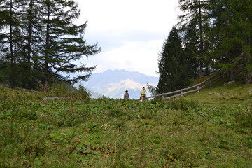 landscape with trees