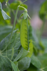 Close up of a pea pod on a plant.