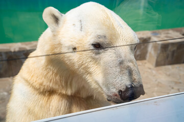Obraz na płótnie Canvas polar bear in zoo in aviary. shooting through glass. 