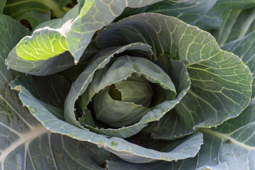 Obraz premium Looking down on a cabbage plant with morning dew on it.