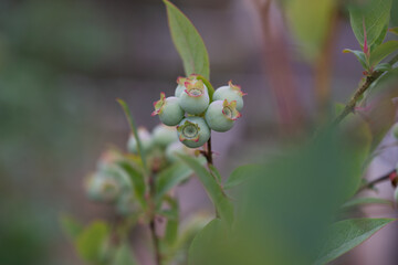 Fototapeta na wymiar Blueberries not yet ripe in a community garden.
