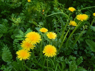 A few yellow dandelions in the green grass