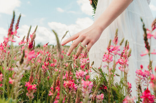 Close up of hand gently touching blossoming flowers in a flower field 