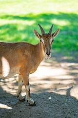 Dagestan Tur. cloven-hoofed animals in zoo. observation of wild animals.