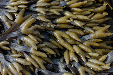 Fucus vesiculosus:  Seaweed on South Wales beach (UK)
