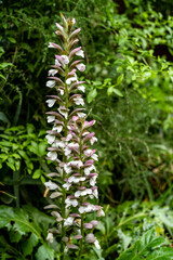 fern in the forest, ACANTHE