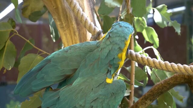 Colourful parrot biting on a rope and climbing playfully on a warm sunny day, happy parrot.