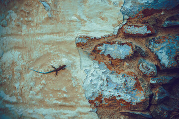 Lizard on old wall of white stone house on the Greek island of Symi, Dodecanese, Greece