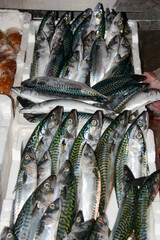fresh mackerel