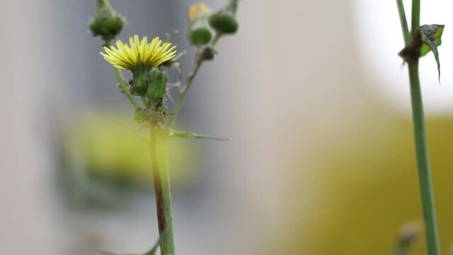 Beautiful delicate spiky yellow petals blossoming springtime flowers with buds, close up static rack focus