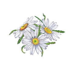 Beautiful sticker design, card or invitation of realistic chamomile bouquet. Colorful summer bloom flowers with leaves. Watercolor hand painted isolated elements on white background.