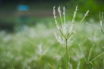 field of grass flowers, pink flowers, field background, flowers background