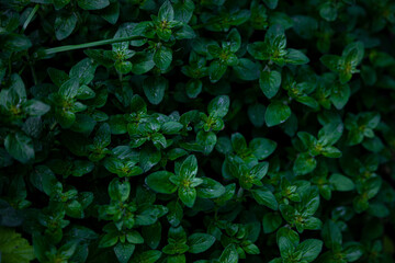Green leafy mint background. Peppermint - grows in the garden on a flower bed, used in cooking. To grow a fragrant plant. Natural leaf, green background.