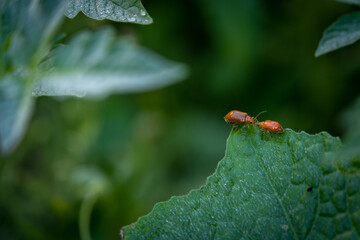 Two Beetle Ladybug Copulate On The Edge Of A Green Leaf, Shallow Depth Of Field Selective Focus