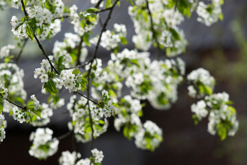 cherry flowers close-up on a light green background