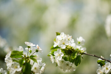 cherry flowers close-up on a light green background