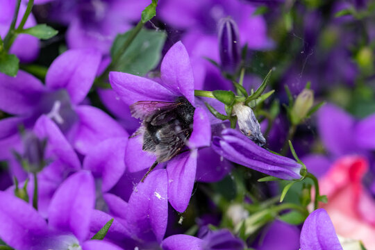 Baummhummel in Bl&uuml;te mit Bokeh