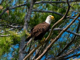 Bald Eagle in a Tree in Lake Ariel Pennsylvania