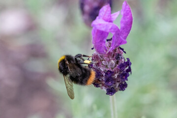 Wiesenhummel auf Lavendel von hinten oben