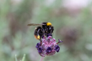Wiesenhummel auf Lavendel von rechts