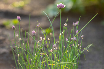 Chives in the garden